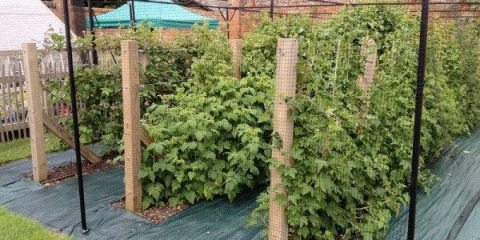 Pravilan uzgoj maline na špaliru